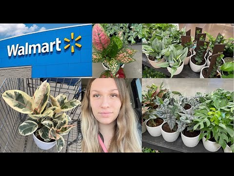 Plant Shopping at Walmart | Rare Houseplants at Walmart | Walmart Indoor Plants