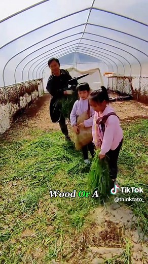 Discovering Grasshopper Farming Techniques