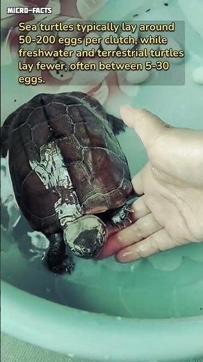 how many eggs does a turtle lay? #animals