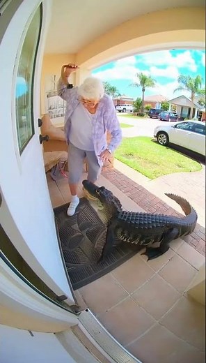 Grandma Shoos Gator Off Porch 😱🐊 | Florida at Its Finest!