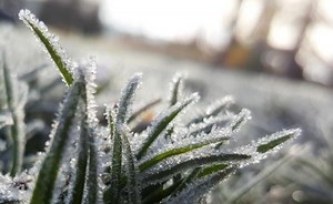 Réjouissez-vous ! Le dernier gel approche - MétéoMédia