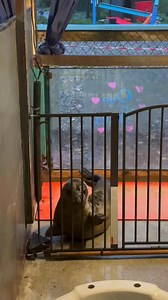 36K views · 1.7K reactions | Milky Quartz fighting the baby gate  - caption this! Milky is 1 of 5 Christmas seals available for adoption through our website! For more, visit https://www.sealrescueireland.org/product/adopt-seal/ | Seal Rescue Ireland | Facebook