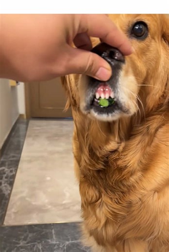 When the golden retriever realizes it has made a mistake…#dog #guilty #face #dramatic #reaction