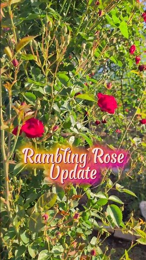 Rambling Rose Update 🌸✨ (Pros and Cons of growing these in the Description) #rosegarden #flowers