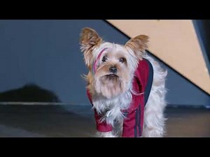 Pup Star Better 2Gether Music Video Better Together
