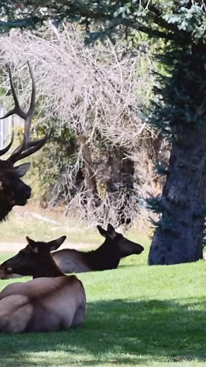 103 reactions | 歷Bull elk bugling during rut. #elk #bullelk #bugle #elkrut #estespark #wildlife #animals #colorado #coloradowildlife #wildanimals #animalsinwild #wildlifephotography #wildlifephotographer #coloradogram #rockymountains #naturephotography #nature #inthewild #outdooradventures #outdoors #wildlifeencounters #discoverearth #earthfocus #cannon #cannon500 #wildlife_perfection #wild #animallovers #shotoncannon | Colorado Wild Adventures | Facebook