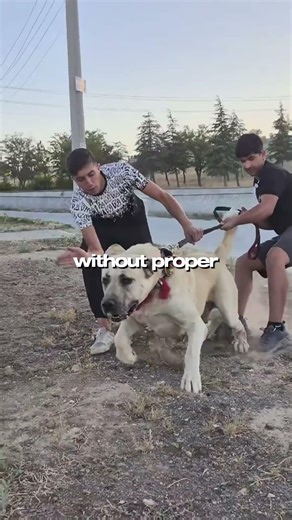 5 Things You Must Know Before Getting a Kangal