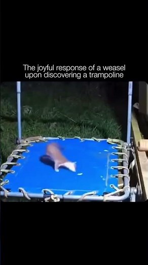 The joyful response of a weasel upon discovering a trampoline