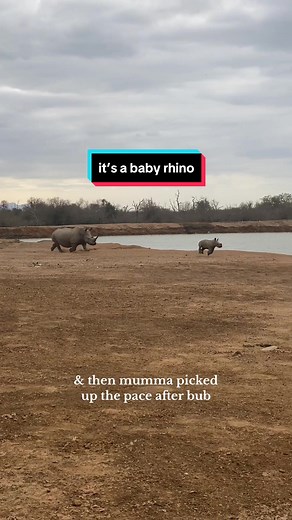 Adorable Baby Rhino Running in Africa