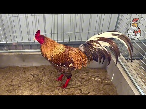 My Pure Asil Breeding Setup