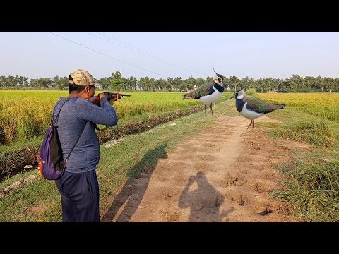 Amazing birds hunting video | hunting birds with 12 guage shotgun | hunting vlogs
