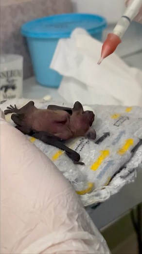 We have admitted several big brown bat infants in the past few days, all have dropped from their mothers due to environmental conditions or their mother sadly not returning and they become dehydrated and fall to the ground where they are discovered. They require very specialized nutrition, temperature and humidity, and we are so lucky to have the knowledge and dedication of Sam Cox, our Wildlife Specialist/ Intern Coordinator who has dedicated research and training on bats including a visit to a