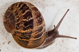 "Shake and Bake" and the Dangers of Snail Bait
