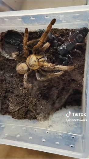 nice fight #scorpion #foryou #insects #tiktok #spdier