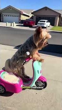 Is a Yorkie the right dog for you? #doglife #yorkshireterrier #pets