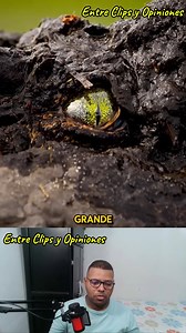 3M views · 41K reactions | El cocodrilo cometió el mayor error de su vida #reelsvideoシ #fbreelsfypシ゚ #fbreels #fypシ #Drilococo | Entre Clips y Opiniones | Facebook