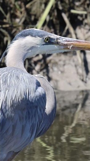 Close Up on a Great Blue Heron