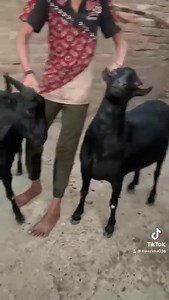 48 reactions · 8 comments | MashaAllah Beautiful bakray Age 2 dant and 4 Dant Khassi Location Hyderabad call & wathsupp 03142717269 | Cattle of Pakistan.PK | Facebook