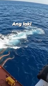 Laki ng oktopus #fishing #viral #Amazing #spearfishing | Boss Maki