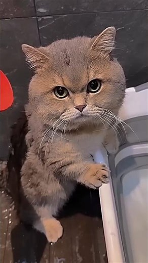 These Cats Are Acting Like Humans! 😂 Hilarious Cat Compilation 2026 #shorts #viral #funny #cat #cute