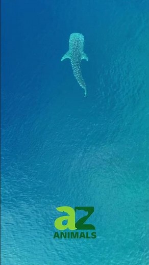 Whale Shark Swims Straight at Diver | Massive Ocean Giant Up Close POV