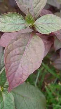 [ Ruby Leaf ] 紅龍草 红龙草