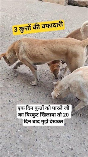 One day I fed Parle G biscuits to all three of them and after 20 days they recognised me and stay...