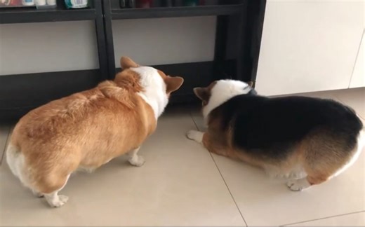 柯基犬打架十秒钟纯享版