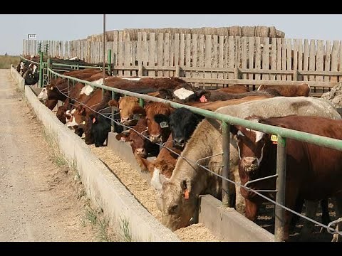 Momentum Continues for Cash | 12/11/24 Cattle Call