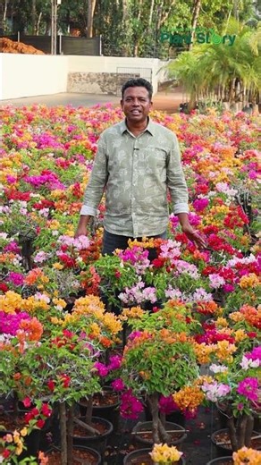 Our latest collection of Bougainvilleas is ready to stock🌺