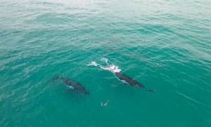 What do dolphins and whales think of each other? Scientists have new evidence.