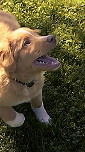 Unleashed in Cinemas October 2 with Sneak Previews October 1 | Monster Fest