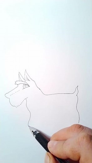 How to draw Scottish terrier