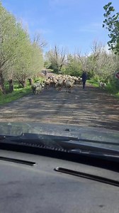 86K views · 2.1K reactions | Sivas Kangal ilçemizden | Sivaslılar | Facebook