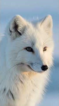 The Arctic Fox: Why It's Nature’s 4-Season Shape-Shifter #arcticfox #worldofthewild