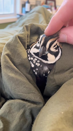 I think I enjoying doing this more than Finn is 😂. He’s the best ❤️ #BigComfy #fyp #foryoupage #viral #foryou #foryourpage #fypシ #cute #birb #viralvideo #farm #farmlife #animal