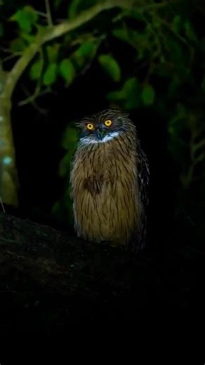 🦉 “Predator Owl Voice – Scary Forest Ambience” #owl #shorts