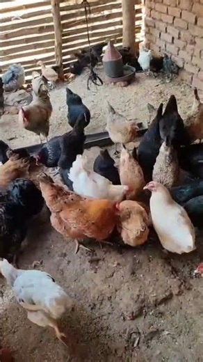 Feeding local chickens in malawi