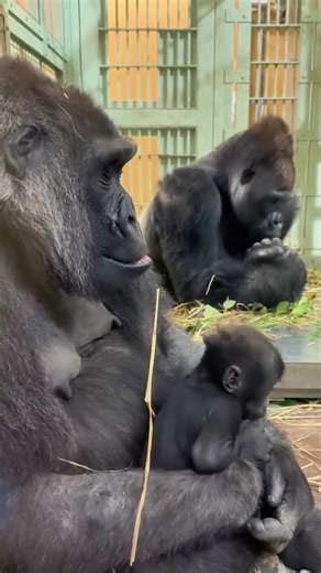 The Heartwarming Bonds of Gorilla Families