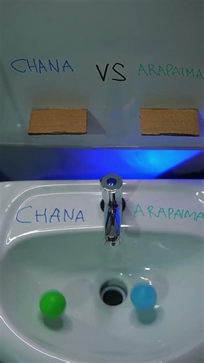 CHANA VS ARAPAIMA #chana #arapaima