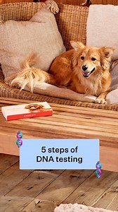 Wisdom Panel™ Pet DNA Tests on Instagram: "Happy #NationalDNADay 🎉 From mouth swab to final report, there's a lot that goes into genetic testing. But at its core, #DNA testing has five basic steps: 🧬 The sample is collected (that's the part you get to do!) 🧬 DNA is extracted, cleaned, and placed on a microarray 🧬 Genotyping determines a pet's unique genetic make-up 🧬 A breed detection algorithm determines breed mix 🧬 Final results are packaged and 
