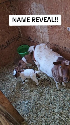 Misty's Fainting Goats Name Reveal: Meet Valentine & Candy