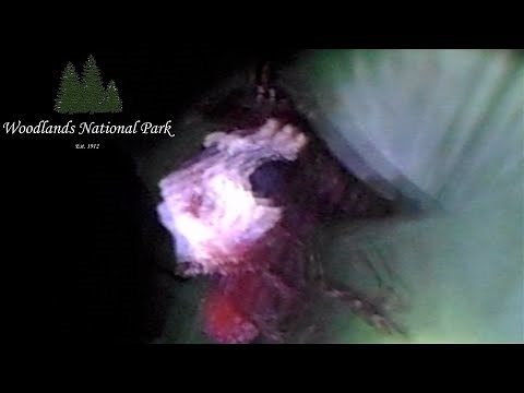 The Dyier Corporation Hunts Down Wendigo Found Footage Tape Woodlands National Park