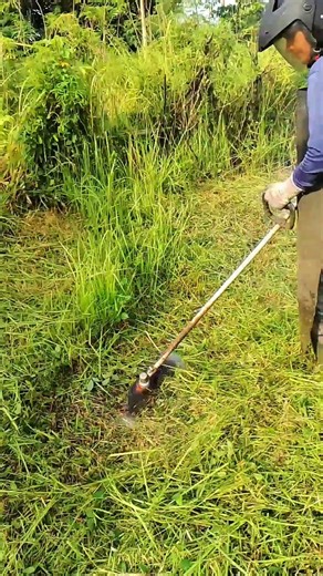 Babat rumput ilalang