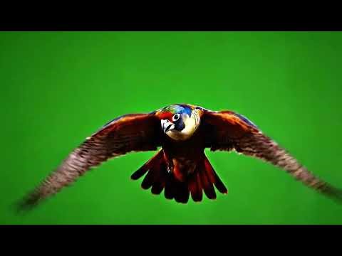 Realistic Flying Birds Green Screen Overlay: High-Quality Stock Footage & Alpha Key