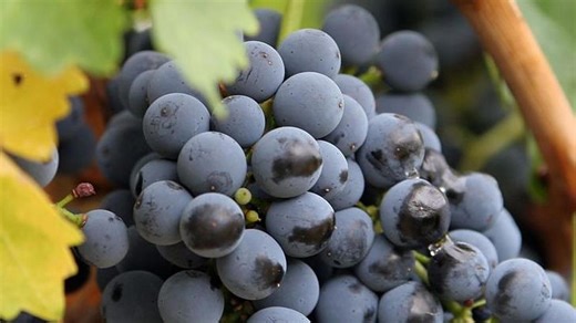 Frozen Grapes Taste Like Candy And Are A Perfect Summer Low-Calorie Snack