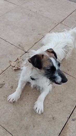 "PIP"- AVAILABLE FOR ADOPTION Rehoming no R251000050. *NO OTHER DOGS Pip is a rough coat tan and white female aged 2 yrs. She has come to us as her owner has gone into care and is now looking for a new home. Out going and care free Pip is used to living outdoors. She does like to play ball and returns it nicely in her own time. She is not used to living with other dogs or cats and we recommend she is probably best suited as the only dog. She needs an active family with the time and patience to g