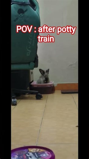 my bunny after potty train, no more poop on the floor #bunny #petlover #pottytrain #cutebunny