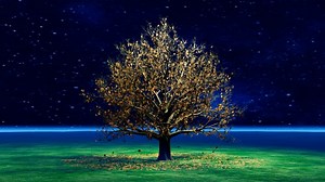 Tree, Leaves, Autumn. Free Stock Video