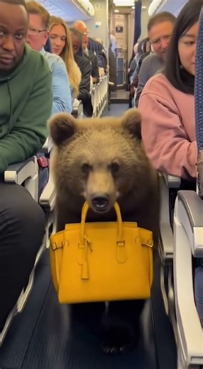 All things have spirit and spirits in animals. Little bears are rarely seen. #bear #earlyhumans